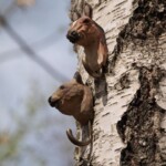 Wildlife Garden Kleiderhaken Holz